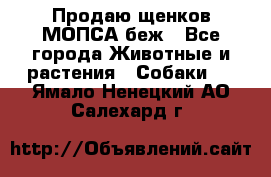 Продаю щенков МОПСА беж - Все города Животные и растения » Собаки   . Ямало-Ненецкий АО,Салехард г.